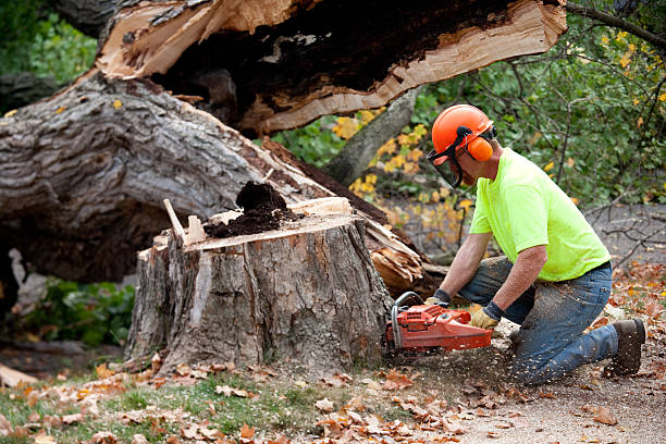 Residential Tree Removal in Southwest Ranches, FL